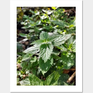 Nettle Posters and Art